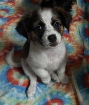 Cavalier King Charles Spaniel and Pekingese Dogs Available for Adoption - Honeybee | PetCurious