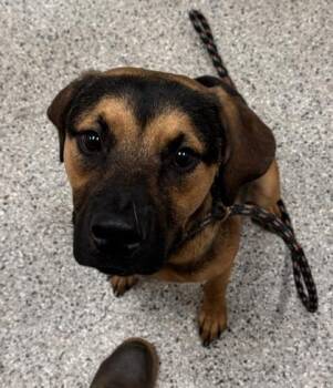 Johann -  Mixed Breed Dog for Adoption in Kansas City, Missouri - Johann | PetCurious