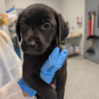 Boysenberry -  Mixed Breed Dog for Adoption in Greenville, South Carolina - Boysenberry | PetCurious