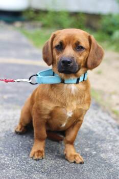 Fray in NH. Come Meet our Adoptable Dogs Wednesday-Saturday. Mor -  Beagle Dog for Adoption in Manchester, New Hampshire - Fray In NH. Come Meet Our Adoptable Dogs Wednesday-Saturday. Mor | PetCurious
