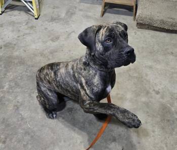 Rescue Cane Corso Dogs for Adoption in Spring, Texas - Amber | PetCurious