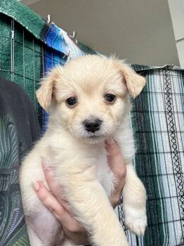 Maltese and Pomeranian Dogs Available for Adoption in Los Gatos, California - Toffee | PetCurious