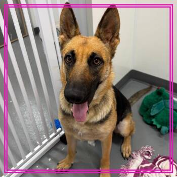 German Shepherd Dog Dogs Available for Adoption in Austin, Texas - Chocolate Croissant | PetCurious