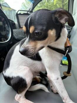YODA -  Rat Terrier Dog for Adoption - YODA | PetCurious