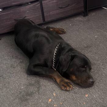 Rilo -  Rottweiler Dog for Adoption in Philadelphia, Pennsylvania - Rilo | PetCurious