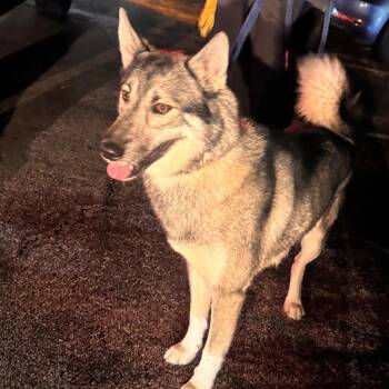 Husky Dogs Available for Adoption in Philadelphia, Pennsylvania - Luffy | PetCurious