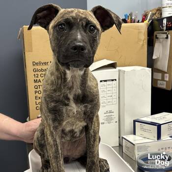 Terrier and Shepherd Dogs Available for Adoption in Washington, District Of Columbia - Emmie | PetCurious