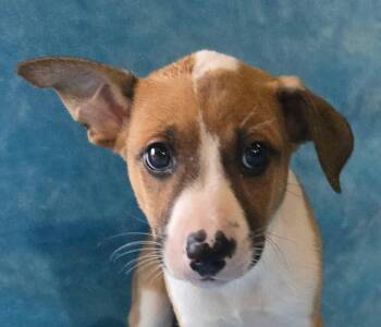 Hebe -  Terrier and Beagle Dog for Adoption in Newport, Tennessee - Hebe | PetCurious
