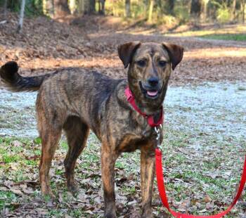 Dutch Shepherd Dogs Available for Adoption - Lacey | PetCurious