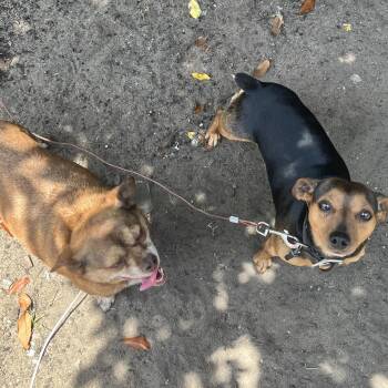 Preston & Rocco -  Mixed Breed Dog for Adoption in Columbia, South Carolina - Preston & Rocco | PetCurious