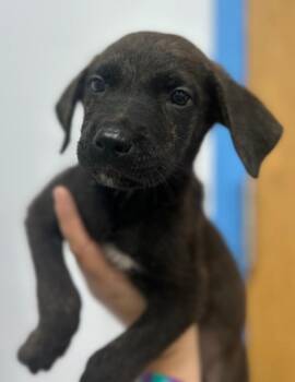 Poppy (Px2) -  German Shepherd Dog Dog for Adoption in Hartsville, South Carolina - Poppy (Px2) | PetCurious