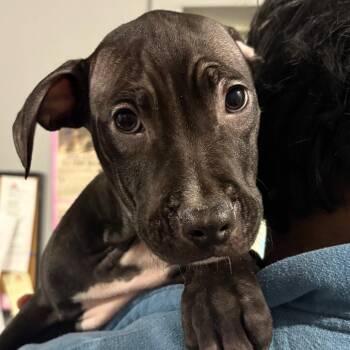 Mixed Breed Dogs Available for Adoption in Wappingers Falls, New York - Raisin Bran | PetCurious