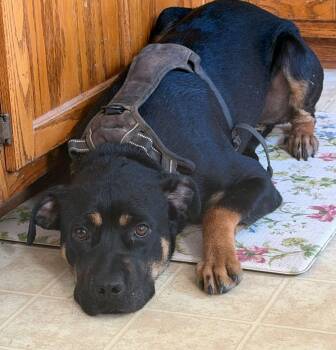 Rocky -  Mixed Breed Dog for Adoption in Huntsville, Alabama - Rocky | PetCurious