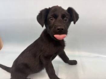 Sora -  German Shepherd Dog and Mixed Breed Dog for Adoption in Golden Valley, Minnesota - Sora | PetCurious
