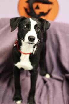 Molly Jane in NH. Come Meet our Adoptable Dogs Wednesday-Saturda -  Australian Shepherd Dog for Adoption in Manchester, New Hampshire - Molly Jane In NH. Come Meet Our Adoptable Dogs Wednesday-Saturda | PetCurious