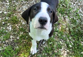 Bodhi -  Australian Shepherd and Poodle Dog for Adoption in Port Clinton, Ohio - Bodhi | PetCurious