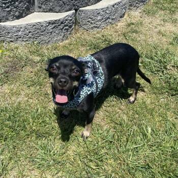 Mixed Breed Dogs Available for Adoption in Fletcher, North Carolina - Wednesday | PetCurious