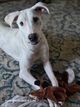 Rescue Terrier Dogs for Adoption in Oswego, Illinois - Moon | PetCurious