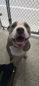 Aggie -  Pit Bull Terrier Dog for Adoption in Orange, Virginia - Aggie | PetCurious