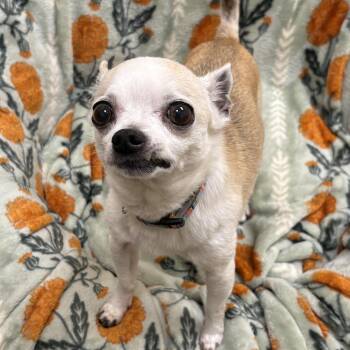 Mikee -  Chihuahua Dog for Adoption in Bedford, New Hampshire - Mikee | PetCurious