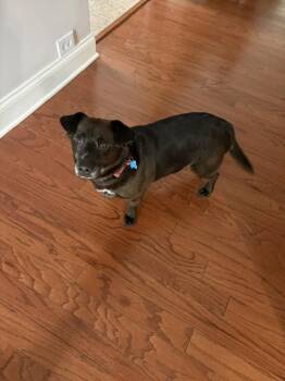 Remi -  Labrador Retriever and Dachshund Dog for Adoption in Youngsville, North Carolina - Remi | PetCurious