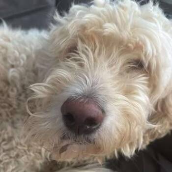 Standard Poodle and Great Pyrenees Dogs Available for Adoption in Martinsburg, West Virginia - Tony | PetCurious