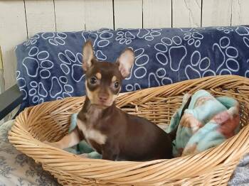 Mrs. Bennet Pup (ELIZABETH) -  Chihuahua and Dachshund Dog for Adoption in Fort Worth, Texas - Mrs. Bennet Pup (ELIZABETH) | PetCurious
