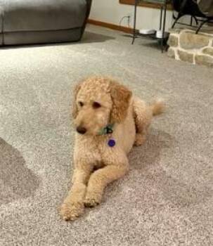 Selina -  Goldendoodle and Poodle Dog for Adoption in Cincinnati, Ohio - Selina | PetCurious
