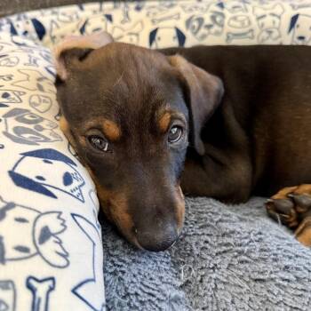 Doberman Pinscher and Mixed Breed Dogs Available for Adoption in Chino Hills, California - Hawkeye (C000-093) * Available 5/16 * Costa Mesa Location | PetCurious