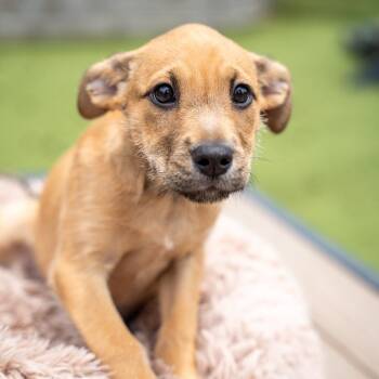 Tilly -  Terrier and Mixed Breed Dog for Adoption in Gainesville, Georgia - Tilly | PetCurious