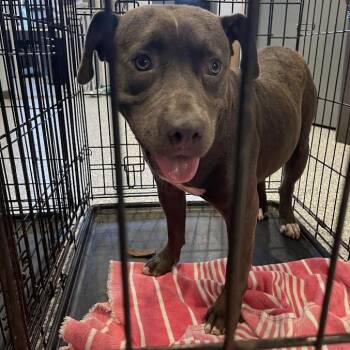 Lil One -  Mixed Breed Dog for Adoption in Port Charlotte, Florida - Lil One | PetCurious
