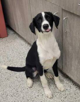 Reef -  Mixed Breed Dog for Adoption in Kansas City, Missouri - Reef | PetCurious
