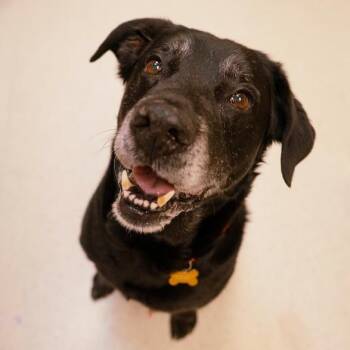 Black Labrador Retriever Dogs Available for Adoption - Patrick | PetCurious