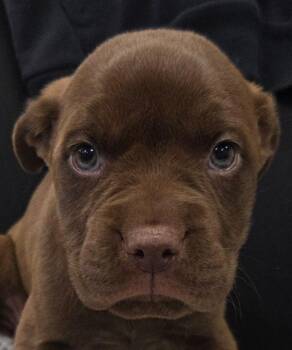 M.J. -  Mixed Breed Dog for Adoption in Olean, New York - M.J. | PetCurious