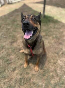 Sister -  Mixed Breed Dog for Adoption in Atlanta, Georgia - Sister | PetCurious