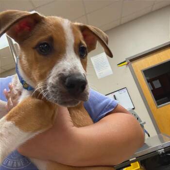 Donald - 090306U -  Hound and Mixed Breed Dog for Adoption in Tupelo, Mississippi - Donald - 090306U | PetCurious