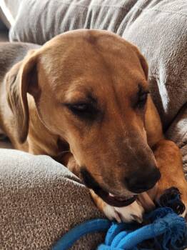 Rescue Mixed Breed Dogs for Adoption in Grand Island, Nebraska - Tucker | PetCurious