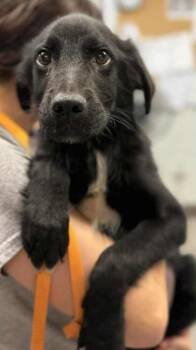 Rescue Australian Shepherd Dogs for Adoption in Jenkintown, Pennsylvania - Jet | PetCurious