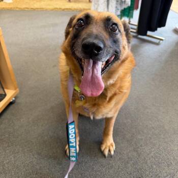 Taylor -  Shepherd and Mixed Breed Dog for Adoption in Durango, Colorado - Taylor | PetCurious