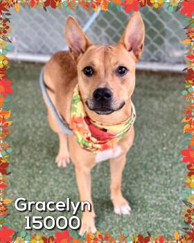 Rescue Shepherd and Carolina Dog Dogs for Adoption in Marietta, Georgia - GRACELYN | PetCurious