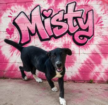Misty -  Labrador Retriever and Pit Bull Terrier Dog for Adoption in Valley Park, Oklahoma - Misty | PetCurious