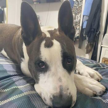 Terrier and Bull Terrier Dogs Available for Adoption in Corpus Christi, Texas - Irish Bailey | PetCurious