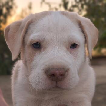 Poe -  Pit Bull Terrier and Australian Shepherd Dog for Adoption in Avon, Connecticut - Poe | PetCurious