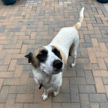 Rescue Great Pyrenees Dogs for Adoption in Cumming, Georgia - Maddison 21798 | PetCurious
