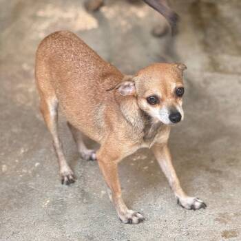 Dallas -  Chihuahua Dog for Adoption in Locust Fork, Alabama - Dallas | PetCurious
