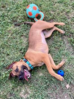 Scooby -  Black Mouth Cur Dog for Adoption in Mico, Texas - Scooby | PetCurious