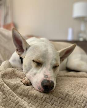 Calvin -  Australian Cattle Dog Blue Heeler and Bull Terrier Dog for Adoption in Gig Harbor, Washington - Calvin | PetCurious
