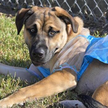Emma -  German Shepherd Dog and Labrador Retriever Dog for Adoption in Liverpool, Texas - Emma | PetCurious