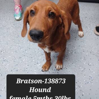 Rescue Hound Dogs for Adoption in New Tazewell, Tennessee - Bratson | PetCurious