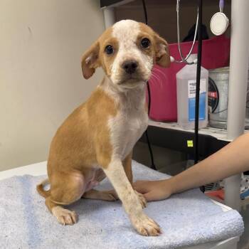 Lobster -  Terrier and Mixed Breed Dog for Adoption in Galax, Virginia - Lobster | PetCurious